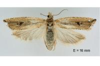 Bactra lancealana