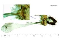 Bactra lancealana