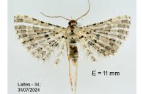 Alucita palodactyla