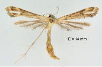 Stenoptilodes taprobanes