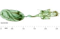 Stenoptilodes taprobanes