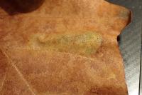 Phyllonorycter platani