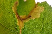 Coptotriche gaunacella