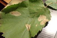 Phyllonorycter coryli