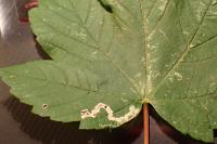 Stigmella speciosa