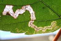 Stigmella speciosa