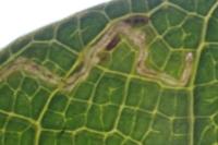 Stigmella speciosa