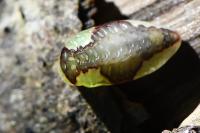 Heterogenea asella