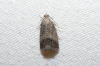 Cydia splendana
