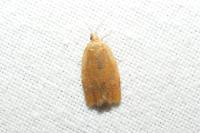 Clepsis consimilana