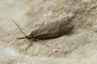 Diurnea lipsiella