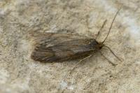 Diurnea lipsiella