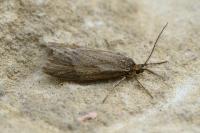 Diurnea lipsiella