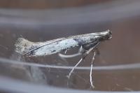 Caloptilia honoratella