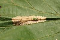 Parornix devoniella