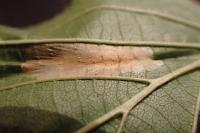 Parornix devoniella