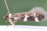 Apatema proteroclina