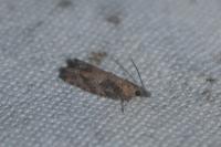 Acroclita subsequana