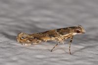 Acrocercops brongniardella