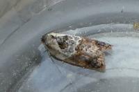 Acleris variegana