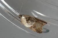 Acleris variegana