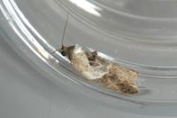 Acleris variegana