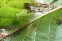 Phyllonorycter rajella