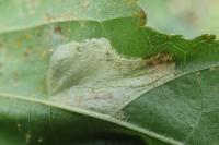 Phyllonorycter klemannella