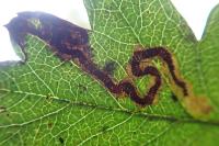 Stigmella oxyacanthella