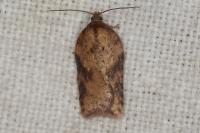 Acleris schalleriana