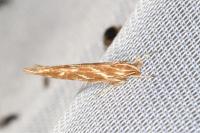 Pyroderces argyrogrammos