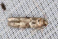 Blastobasis glandulella
