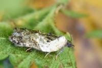 Acleris variegana