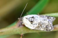 Acleris variegana