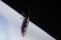 Ethmia bipunctella