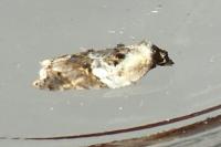 Acleris variegana