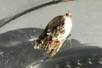 Acleris variegana