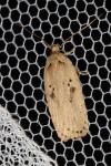 Agonopterix yeatiana