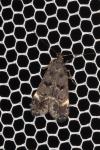 Dichomeris alacella
