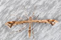 Amblyptilia acanthadactyla