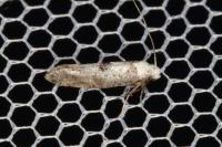 Paraswammerdamia albicapitella