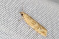 Bactra furfurana