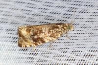 Celypha lacunana