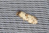 Neocochylis molliculana