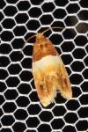 Epinotia festivana