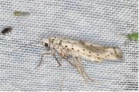 Yponomeuta irrorella