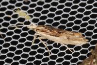 Ypsolopha scabrella