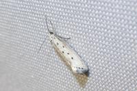 Ethmia terminella