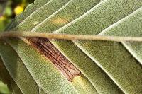 Phyllonorycter tristrigella
