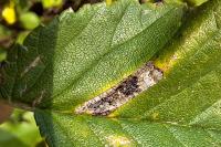 Phyllonorycter tristrigella